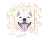 Golden Dog Bull Terrier