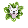 Tropical Bull Terrier