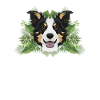 Tropical Border Collie
