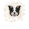 Golden Dog Border Collie