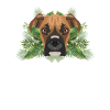 Tropical German Boxer