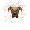 Golden Dog German Boxer