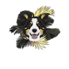 Golden Dog Border Collie