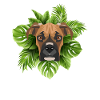 Tropical German Boxer