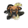 Golden Dog German Boxer