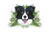 Tropical Border Collie
