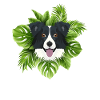 Tropical Border Collie