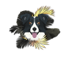 Golden Dog Border Collie