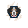 Golden Dog Bernese Mountain Dog