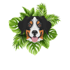 Bouvier bernois tropical
