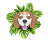 Tropical Beagle