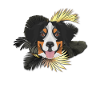 Golden Dog Bouvier Bernois