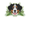 Tropical Bernese Mountain Dog