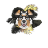 Golden Dog Australian Shepherd