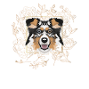Golden Dog Australian Shepherd