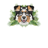Tropical Australian Shepherd