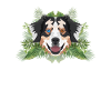 Tropical Australian Shepherd