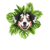 Tropical Australian Shepherd