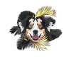 Golden Dog Australian Shepherd