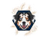 Golden Dog Australian Shepherd