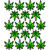 Cannabis