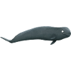 pilot whale