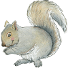 gray squirrel