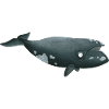 right whale