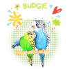 Budgie, couple in love, parakeets
