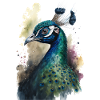 Aquarelle de paon
