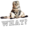 Cat – What?