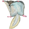 flying squirrel