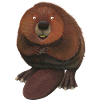 funny beaver