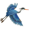 blue heron