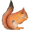 squirrel