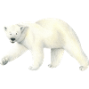 Icebear