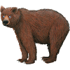 brown bear