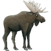 Élan