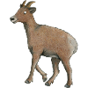mountain goat