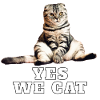 Katze – Yes We Cat
