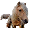 Horses in the pasture