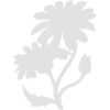 Simple daisyes