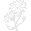 Simple daisyes