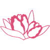 Tulipe