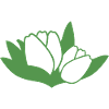 Tulip Green