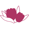 Tulip Rosa