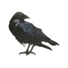 Aquarelle Raven Crow