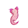 Anatomy of an axolotl