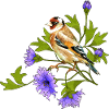 Bunter Vogel
