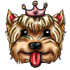 Chien Yorkshire roi